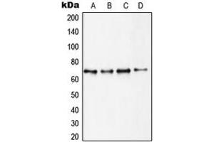 Western blot analysis of S6K1 expression in MCF7 (A), HEK293 (B), MDCK (C), mouse brain (D) whole cell lysates.