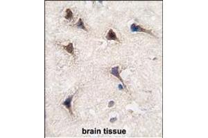 Formalin-fixed and paraffin-embedded human brain tissue reacted with SEA antibody (C-term) (ABIN389214 and ABIN2839370) , which was peroxidase-conjugated to the secondary antibody, followed by DAB staining. (SEMA6A antibody  (C-Term))