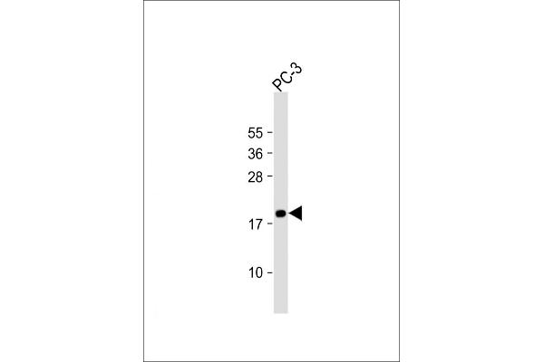 MEAF6 antibody  (AA 120-154)