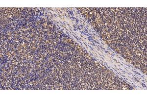Detection of Surv in Porcine Lymph node Tissue using Monoclonal Antibody to Survivin (Surv) (Survivin antibody  (AA 1-142))