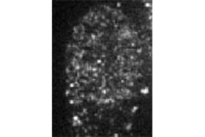 Immunofluorescent staining of CBX1 in baby hamster kidney cells with CBX1 polyclonal antibody . (CBX1 antibody  (AA 176-185))