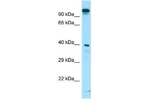 Western Blotting (WB) image for anti-Solute Carrier Family 7 (Neutral Amino Acid Transporter Light Chain, Asc System), Member 10 (SLC7A10) (C-Term) antibody (ABIN2790134) (SLC7A10 antibody  (C-Term))