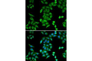 Immunofluorescence (IF) image for anti-Recombination Signal Binding Protein For Immunoglobulin kappa J Region (RBPJ) antibody (ABIN1876876) (RBPJ antibody)