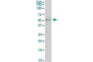 UGT2B7 antibody  (AA 69-157)