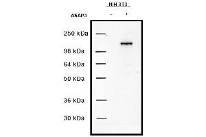 Image no. 1 for anti-ArfGAP with SH3 Domain, Ankyrin Repeat and PH Domain 3 (ASAP3) antibody (ABIN401043) (ASAP3 antibody)
