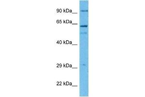 Host:  Rabbit  Target Name:  GNAS  Sample Tissue:  Human 293T Whole Cell  Antibody Dilution:  1ug/ml