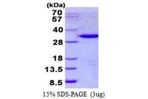 Image no. 1 for Tubby Like Protein 1 (TULP1) protein (His tag) (ABIN1098370)