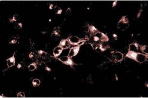 Immunoflourescence of rat neurons. (GS28 antibody  (AA 3-108))