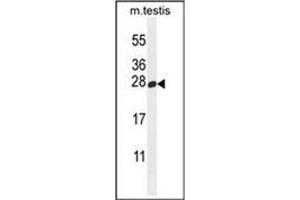 Western blot analysis of PLD6 Antibody (Center) in mouse testis tissue lysates (35ug/lane). (PLD6 antibody  (Middle Region))