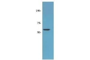 Western Blot of Rabbit Anti-HDAC-1 Antibody. (HDAC1 antibody  (AA 466-482))