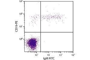 Human peripheral blood lymphocytes were stained with Mouse Anti-Human IgM-FITC. (Mouse anti-Human IgM Antibody (FITC))