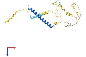 Methyl-CpG Binding Domain Protein 3-Like 5 (MBD3L5) (AA 1-208) protein (His tag)