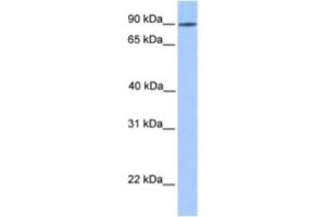 Western Blotting (WB) image for anti-Leucine Rich Repeat Containing 50 (LRRC50) antibody (ABIN2463554)