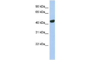 WB Suggested Anti-TGOLN2 Antibody Titration:  0. (TGOLN2 antibody  (N-Term))