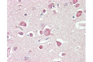 Anti-PDE2 / PDE2A antibody IHC staining of human brain, cortex. (PDE2A antibody)