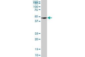 SH3GLB2 MaxPab polyclonal antibody. (SH3GLB2 antibody  (AA 1-395))