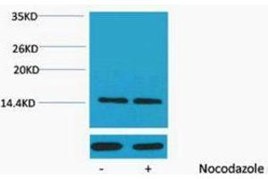 Western Blotting (WB) image for anti-Histone H2A (pSer129) antibody (ABIN3181318) (Histone H2A antibody  (pSer129))