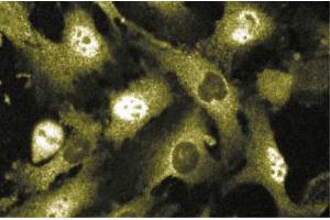 Immunofluorescence staining of human endothelial cells. (MST1 antibody  (AA 331-483))