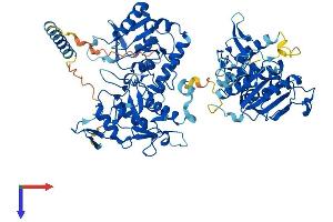 EXT2 Protein (AA 1-718) (His tag)