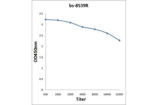 Luciferase antibody