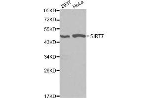Western blot analysis of extracts of various cell lines, using SIRT7 antibody. (SIRT7 antibody)