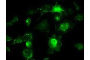 Anti-BRAF mouse monoclonal antibody (ABIN2452447) immunofluorescent staining of COS7 cells transiently transfected by pCMV6-ENTRY BRAF (RC211013). (BRAF antibody)