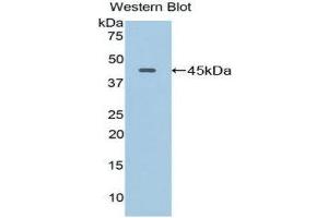 Western Blotting (WB) image for anti-Lysosomal-Associated Membrane Protein 2 (LAMP2) (AA 295-410) antibody (ABIN1859611) (LAMP2 antibody  (AA 295-410))