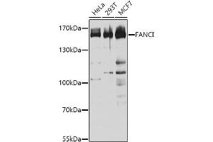 Western blot analysis of extracts of various cell lines, using FANCI antibody (ABIN1679817, ABIN3017801, ABIN3017802 and ABIN6220261) at 1:1000 dilution. (FANCI antibody  (AA 1061-1328))