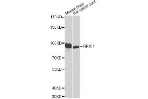 Western blot analysis of extracts of various cell lines, using GRID1 antibody. (GRID1 antibody)
