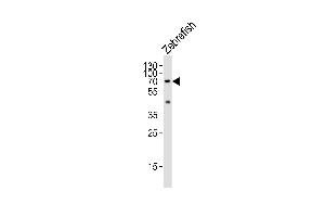 Western blot analysis of lysate from Zebrafish tissue lysate, using (DANRE) lcp1 Antibody (N-term) (ABIN6242888 and ABIN6577487). (LCP1 antibody  (N-Term))