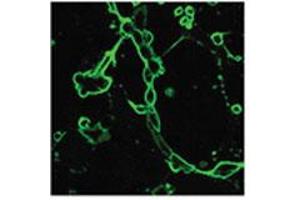 Hemagglutinin antibody  (AA 128-143)