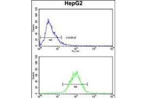 Flow cytometry analysis of HepG2 cells (bottom histogram) compared to a negative control cell (top histogram). (SPCS3 antibody  (C-Term))