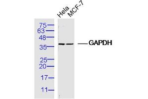 Western Blotting (WB) image for anti-Glyceraldehyde-3-Phosphate Dehydrogenase (GAPDH) (AA 1-335) antibody (ABIN678458)