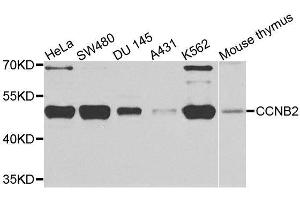 Western blot analysis of extracts of various cell lines, using CCNB2 antibody. (Cyclin B2 antibody  (AA 1-100))