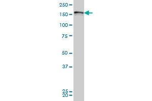 Image no. 2 for anti-Leucine Rich Repeat (In FLII) Interacting Protein 1 (LRRFIP1) (AA 675-785) antibody (ABIN465979) (LRRFIP1 antibody  (AA 675-785))