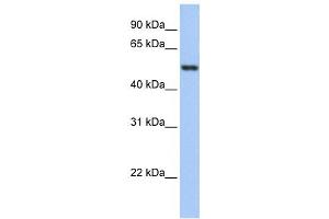 Western Blotting (WB) image for anti-Glutathione Reductase (GSR) antibody (ABIN2459735) (Glutathione Reductase antibody)