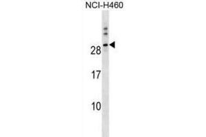 Western Blotting (WB) image for anti-Tweety Homolog 1 (TTYH1) antibody (ABIN3000109)