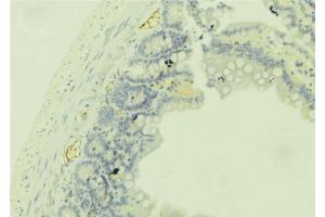 ABIN6279350 at 1/100 staining Mouse colon tissue by IHC-P. (DHRS9 antibody  (Internal Region))