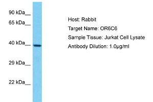 Host: Rabbit Target Name: OR6C6 Sample Type: Jurkat Whole Cell lysates Antibody Dilution: 1. (OR6C6 antibody  (C-Term))