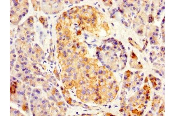 REG3A antibody  (AA 27-175)