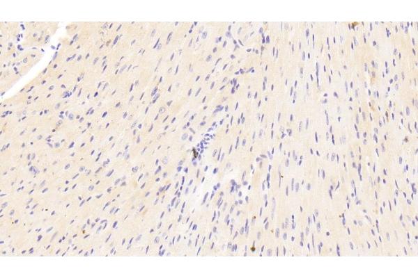 Laminin antibody  (AA 2901-3106)