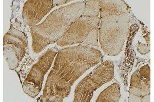 ABIN6272863 at 1/100 staining Mouse muscle tissue by IHC-P. (SMCR7L antibody  (Internal Region))