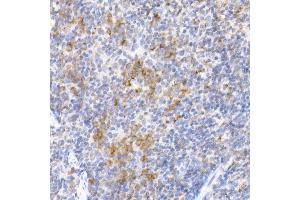 Immunohistochemistry of paraffin-embedded mouse spleen using MDH2 Rabbit mAb (ABIN7268381) at dilution of 1:25 (40x lens).
