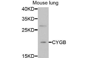 Western blot analysis of extracts of mouse lung, using CYGB antibody (ABIN5973882) at 1/1000 dilution. (CYGB antibody)