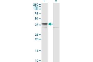 Western Blot analysis of DNAJB6 expression in transfected 293T cell line by DNAJB6 monoclonal antibody (M02), clone 2D12-B9.