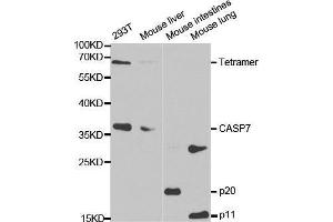 Western blot analysis of extracts of various cell lines, using CASP7 antibody.