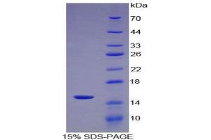 SDS-PAGE (SDS) image for Phospholipase A2, Group IID (PLA2G2D) (AA 21-144) protein (His tag) (ABIN1171102)