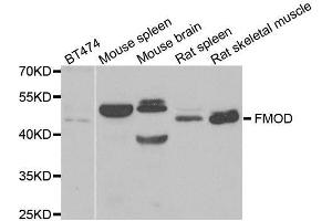 Western blot analysis of extracts of various cell lines, using FMOD antibody. (Fibromodulin antibody  (AA 19-376))