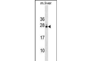 DNAJB9 Antibody (N-term) (ABIN1539349 and ABIN2849425) western blot analysis in mouse liver tissue lysates (35 μg/lane).