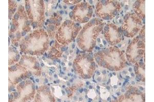 Detection of DEP1 in Mouse Kidney Tissue using Polyclonal Antibody to Density Enhanced Phosphatase 1 (DEP1) (PTPRJ antibody  (AA 567-842))